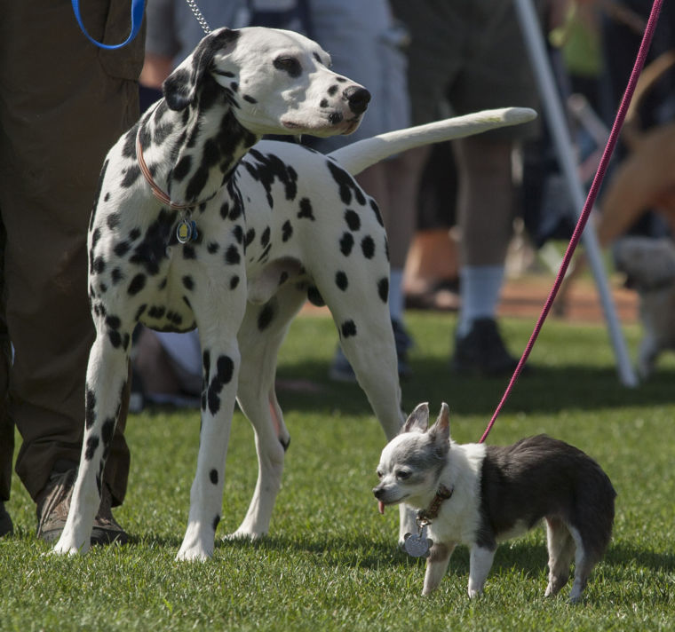 afn.wa.dogshow05.dj.JPG
